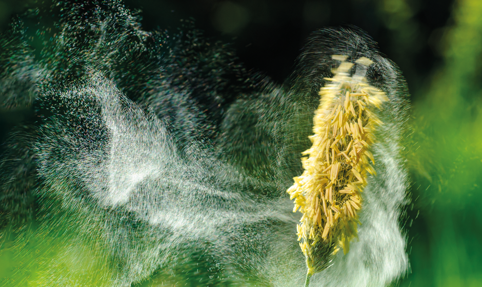 Pollenflugvorhersagen Pollenflugvorhersagen