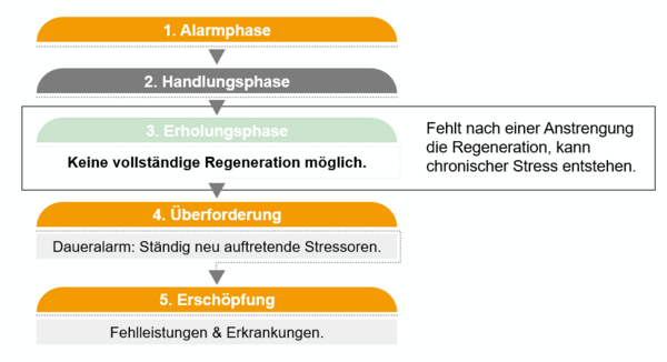 Grafik Phasen der Stressreaktion Grafik Phasen der Stressreaktion
