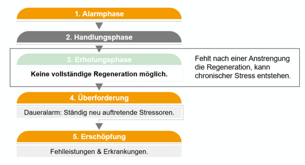 Grafik Phasen der Stressreaktion 